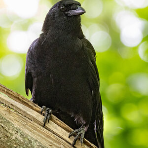 R7_D4058 Crow.jpg