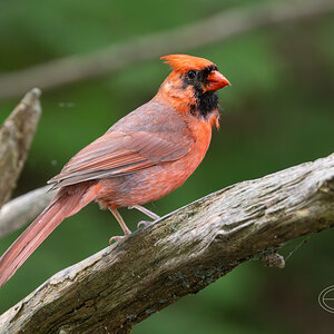 R7_D4010 Cardinal-Enhanced-NR.jpg