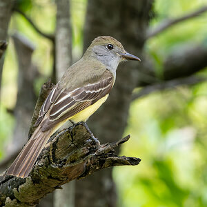 R7_D3912 Great Crested Flycatcher-Enhanced-NR.jpg