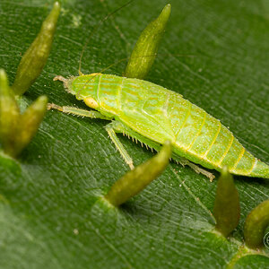R7_D4411 Leafhopper nymph.jpg