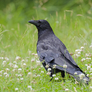 Carrion Crow