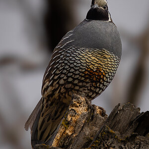 California Quail