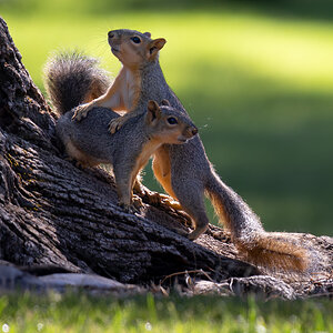 Squirrels