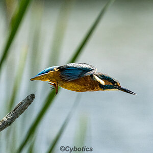 Kingfisher