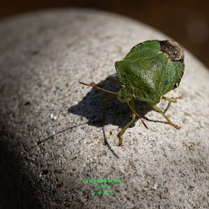 Green Shield Bug 1.jpg
