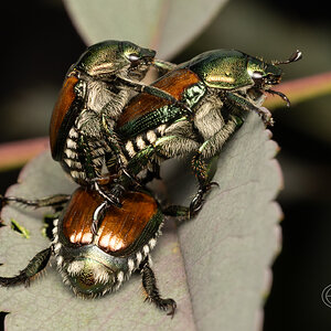 R7_D4615 Japanese Beetles menage a trois.jpg