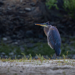 Great Blue Herron