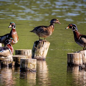 ColyerLake_WoodDucks-1.jpg