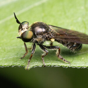 R7_D4668 White-faced Micropanther, a robber fly, Cerotainia sp.jpg