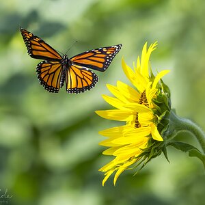 Monarchflightsunflowercrop3SM.jpg