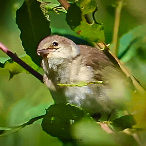 Garden Warbler