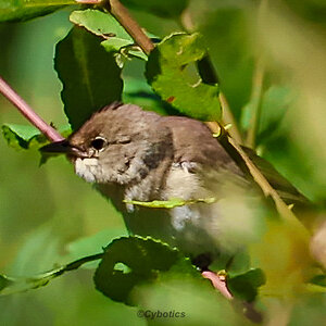 Garden Warbler