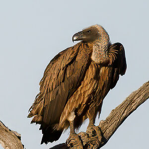 Vulture Tree 3.jpg