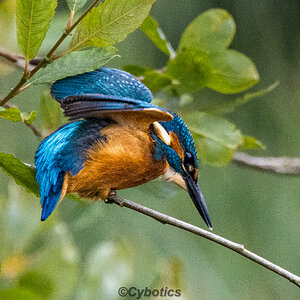 Kingfisher