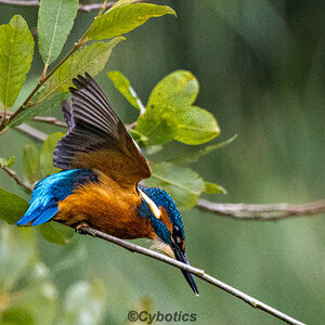 Kingfisher