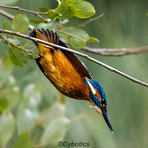 Kingfisher