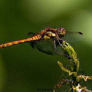 Common Darter