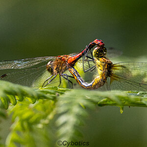 Ruddy Darters