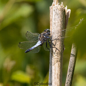 Black Tailed Skimmer