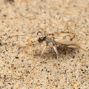 R7_D5540 Ghost Tiger Beetle.jpg