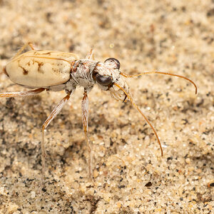 R7_D5561 Ghost Tiger Beetle.jpg