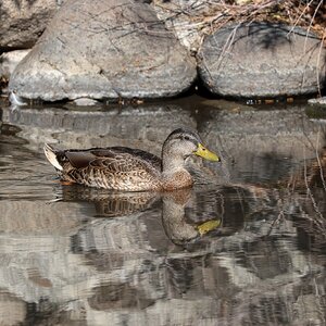 Mallard240726.jpg