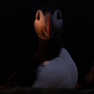 Atlantic Puffin.jpeg