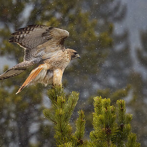 2024_05_01_Yellowstone-10523-Edit1080.jpg