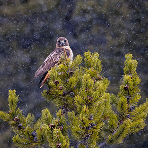 2024_05_01_Yellowstone-10549-Edit1080.jpg