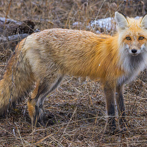 2024_05_01_Yellowstone-10649-CR3-Edit1080.jpg