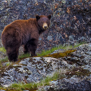 2024_05_01_Yellowstone-10923-CR3-Edit1080.jpg