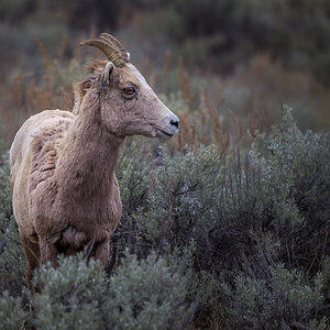 2024_05_01_Yellowstone-10976-Edit1080.jpg