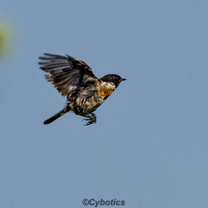 Stonechat