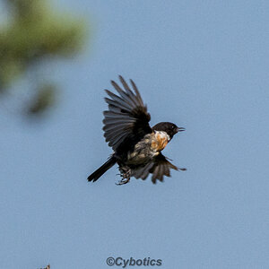 Stonechat