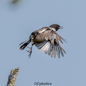 Stonechat