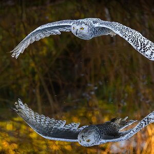 Snowy owl flying over pond in late afternoon light.jpg