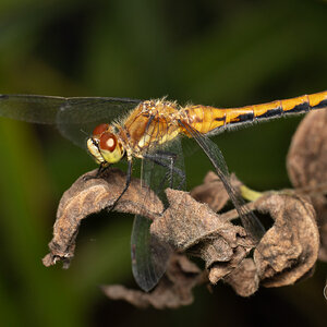 R7_D5640 Dragonfly.jpg