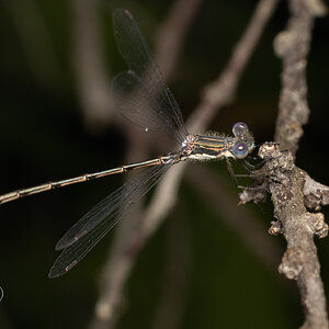 R7_D5610 Damselfly.jpg