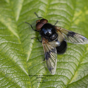 Hover Fly (variant) 2.jpg