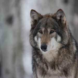 CSP_0293 Yamnuska Wolf Dog Sanctuary.jpg