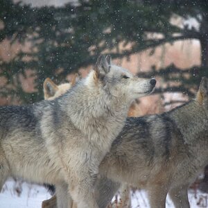 CSP_0333 Yamnuska Wolf Dog Sanctuary.jpg