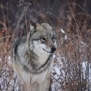 CSP_0364 Yamnuska Wolf Dog Sanctuary.jpg