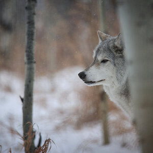 CSP_0410 Yamnuska Wolf Dog Sanctuary.jpg