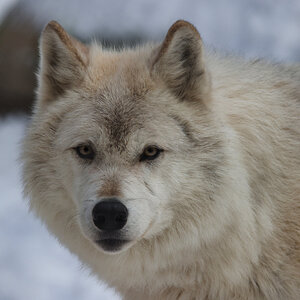 CSP_0842 Northern Lights Wolf Sanctuary.jpg