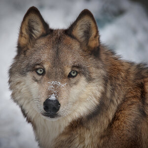 CSP_0865 Northern Lights Wolf Sanctuary.jpg