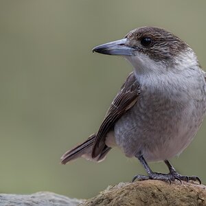 butcherbird-grey-juv-001.jpg