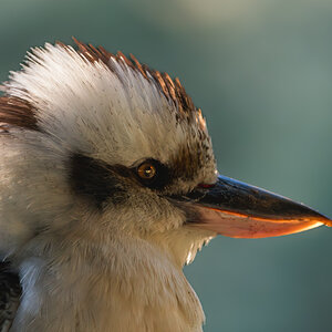 kookaburra-0001-rfs.jpg