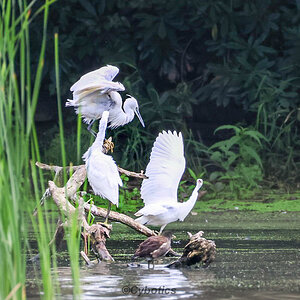 Little Egret. Warnham NR