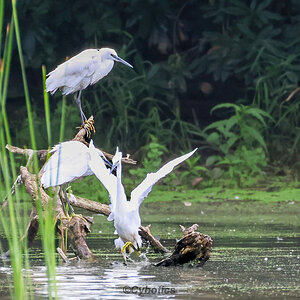 Little Egret. Warnham NR