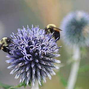 Bees Thistle.jpg